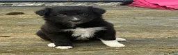 Border Collie dogs for sale: Border collie puppies - Advert 4