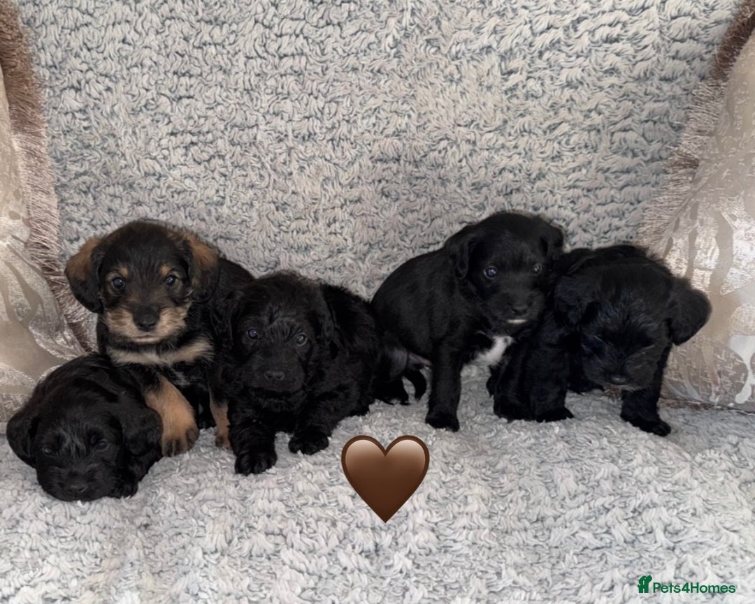 Mixed Breed dogs for sale: Miniature Schnauzer X Cockapoo - Image 1