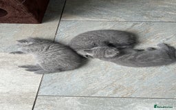 British Shorthair cats for sale: Chunky British Shorthair Kittens  - Image 8
