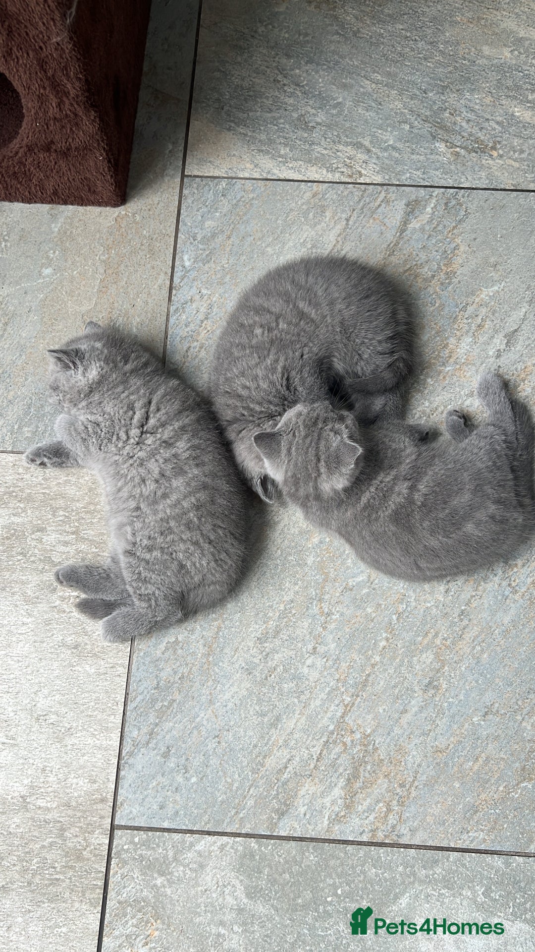 British Shorthair cats for sale: Chunky British Shorthair Kittens  - Image 8