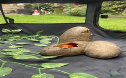 Corn Snake reptiles for sale: Beautiful cornsnake for sale to loving owner! - Advert 6