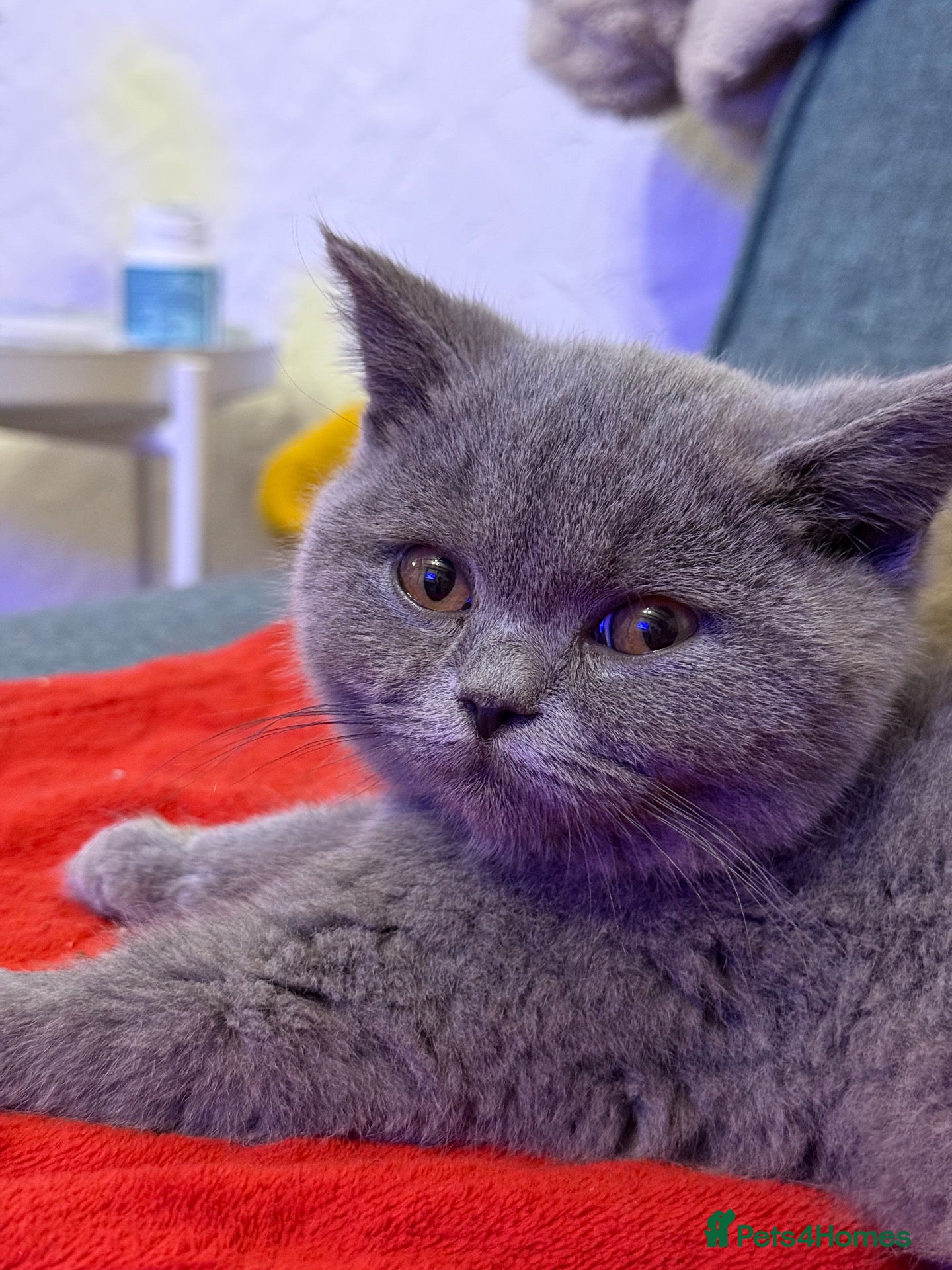 British Shorthair cats British shorthair - ready now  - Advert 2