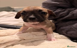 Mixed Breed dogs for sale: Pug terriers - Image 2