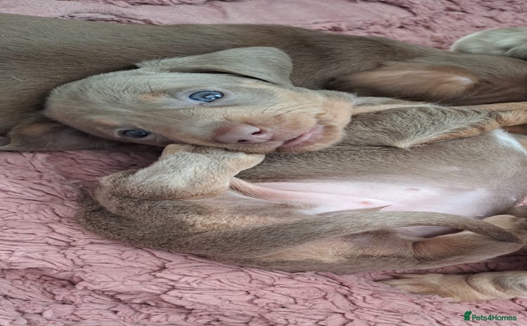 Miniature Dachshund dogs Stunning Miniature dachshund puppies  - Advert 7