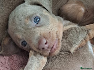 Miniature Dachshund dogs Stunning Miniature dachshund puppies - Advert 7