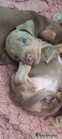 Miniature Dachshund dogs Stunning Miniature dachshund puppies - Advert 7