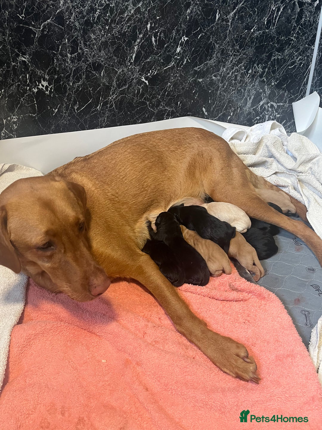 Mixed Breed dogs for sale: 💛 Fox Red Lab × Pointer Puppies – Ready 11/3/26 - Advert 4