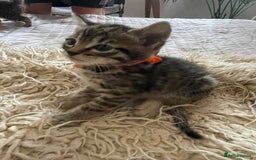 Mixed Breed cats for sale: 7 Half Snow Bengal kittens - Image 24