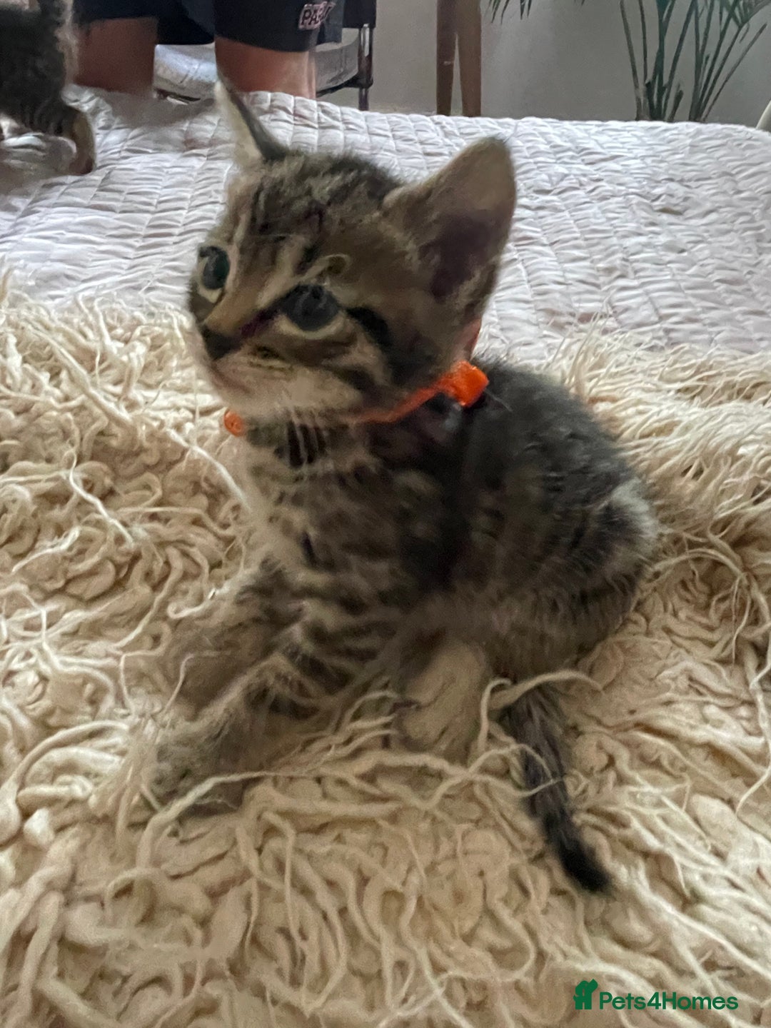 Mixed Breed cats for sale: 7 Half Snow Bengal kittens - Image 24