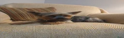 Yorkshire Terrier dogs for sale: Two Beautiful Kennel Club Registered Puppies - Advert 3