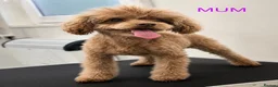 Toy Poodle dogs for sale: Chocolate & Toy Poodle Babies READY NOW - Advert 13
