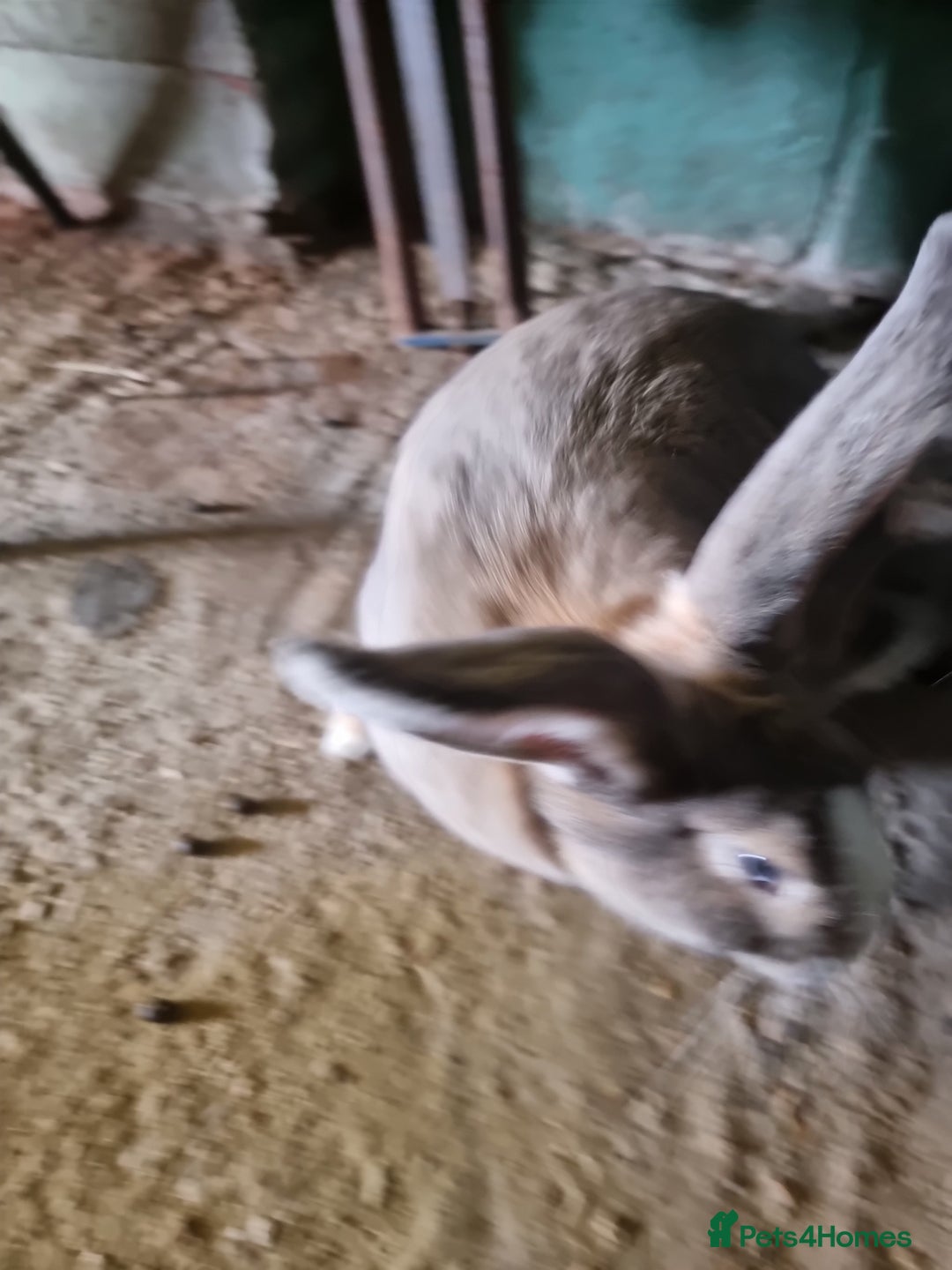 Continental Giant rabbits for sale: Giant rabbit - Image 4