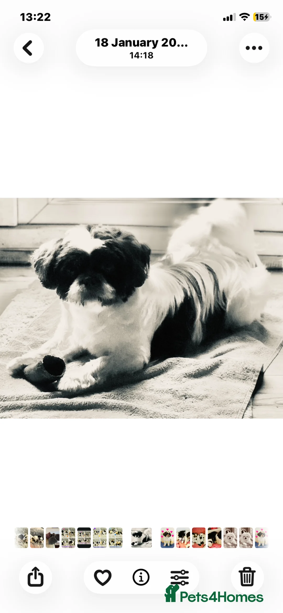 Shih Tzu dogs for sale: 🌟STUNNING SHIH TZU BOYS ~ READY MARCH 22nd🌟 - Advert 7