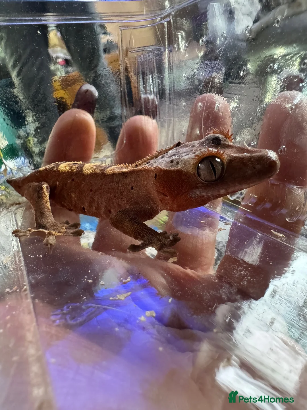 Gecko reptiles for sale: Beautiful Red/Orange Dalmatian Crested Gecko in Pontefract - Advert 2