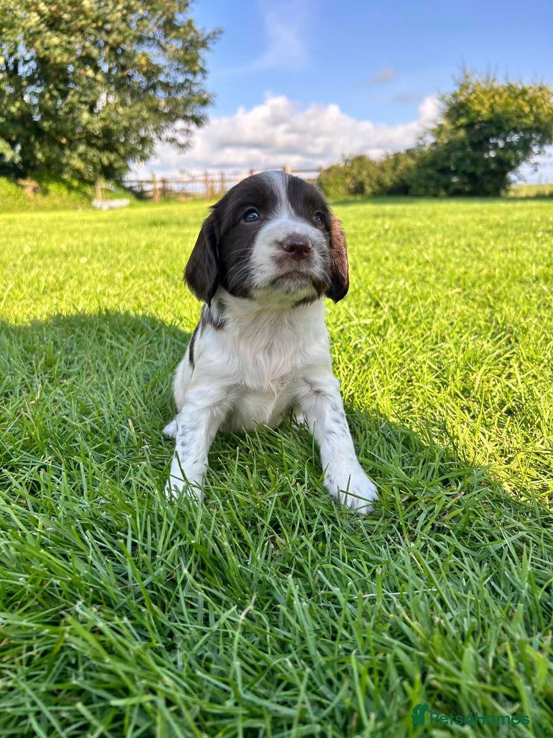 English Springer Spaniel dogs for sale: KC REG ENGLISH SPRINGER SPANIEL - Image 15