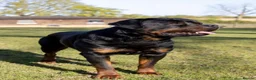 Rottweiler dogs for sale: High Quality Large Rottweiler Puppies  - Advert 4