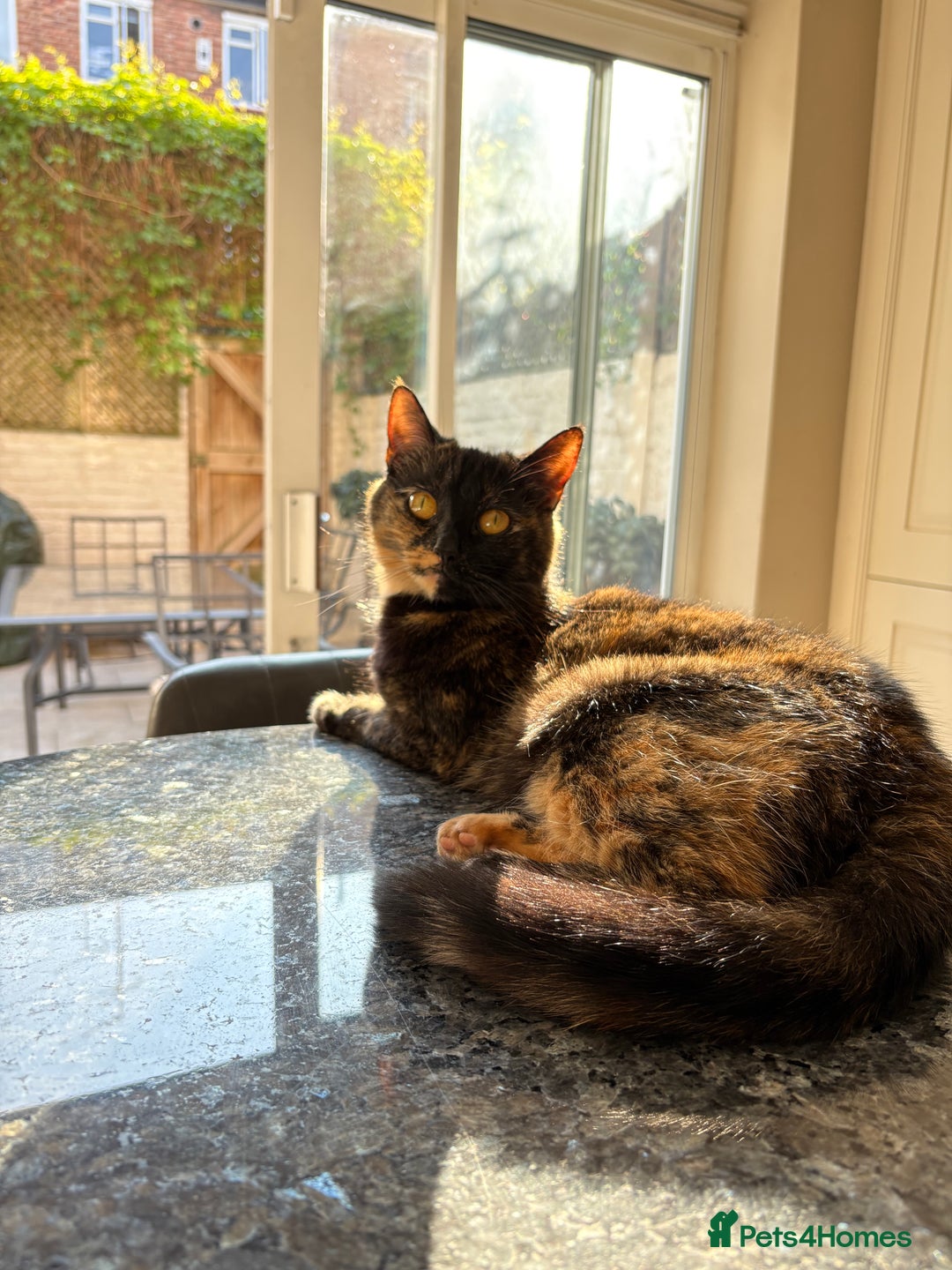 Mixed Breed cats for sale: Cuddly 4 year old female for sale - Advert 2