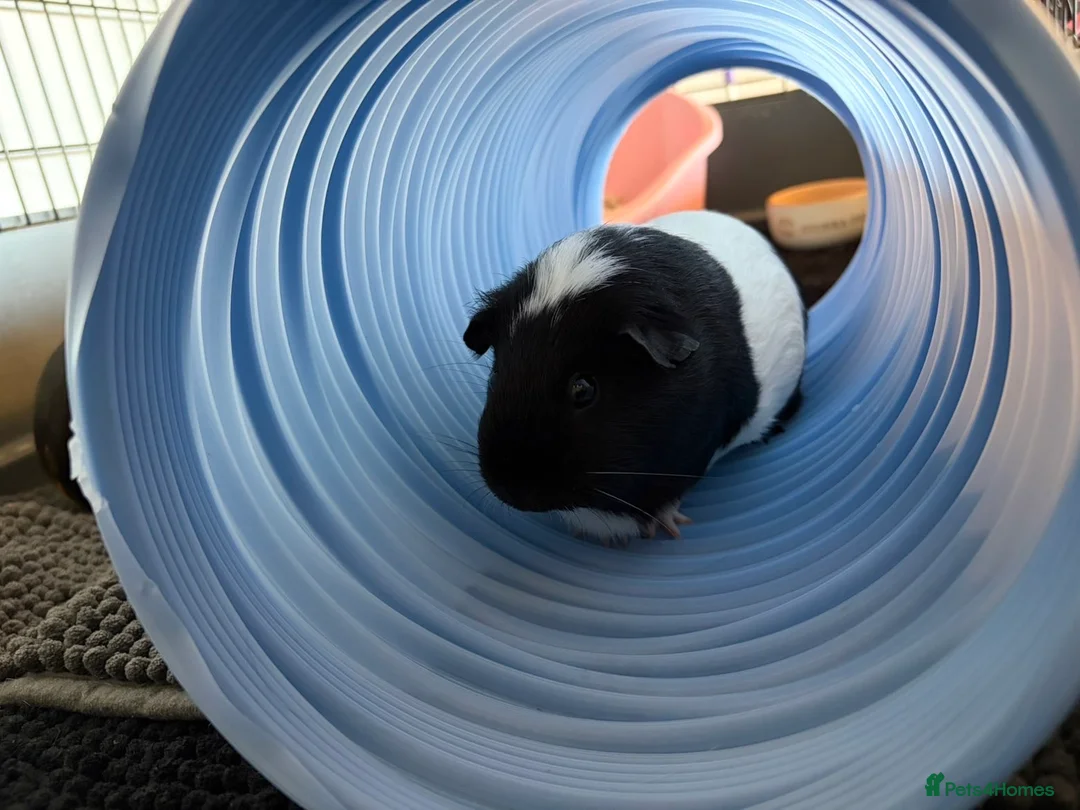 Guinea Pig rodents for sale: Bonded Guinea Pigs - Advert 2