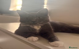 British Shorthair cats for sale: Half British Shorthaired Stunning Females - Image 3