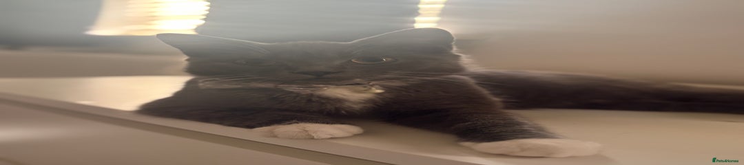 British Shorthair Kitten 2