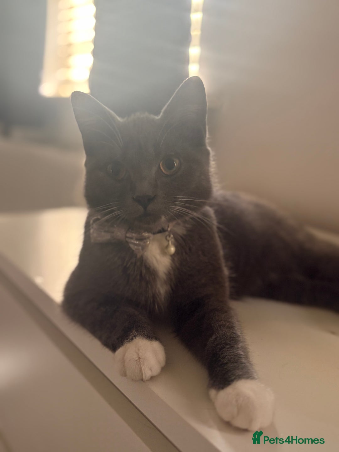 British Shorthair cats for sale: Half British Shorthaired Stunning Females - Image 3