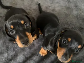 Miniature Dachshund dogs Stunning Miniature Dachshund Boys 💙 - Advert 4