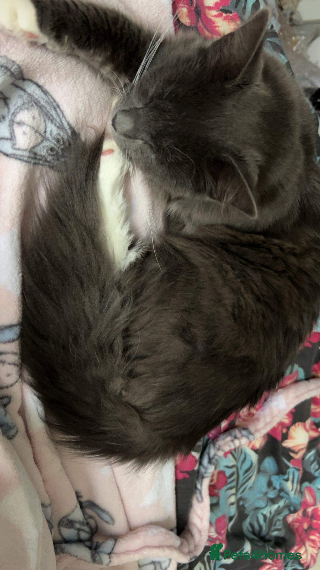 British Longhair cats for sale: X2 7 month old male kittens - Advert 19