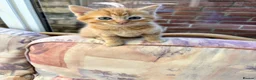 Mixed Breed cats for sale: Ginger-Tabby-Tortoiseshell kittens - Advert 17