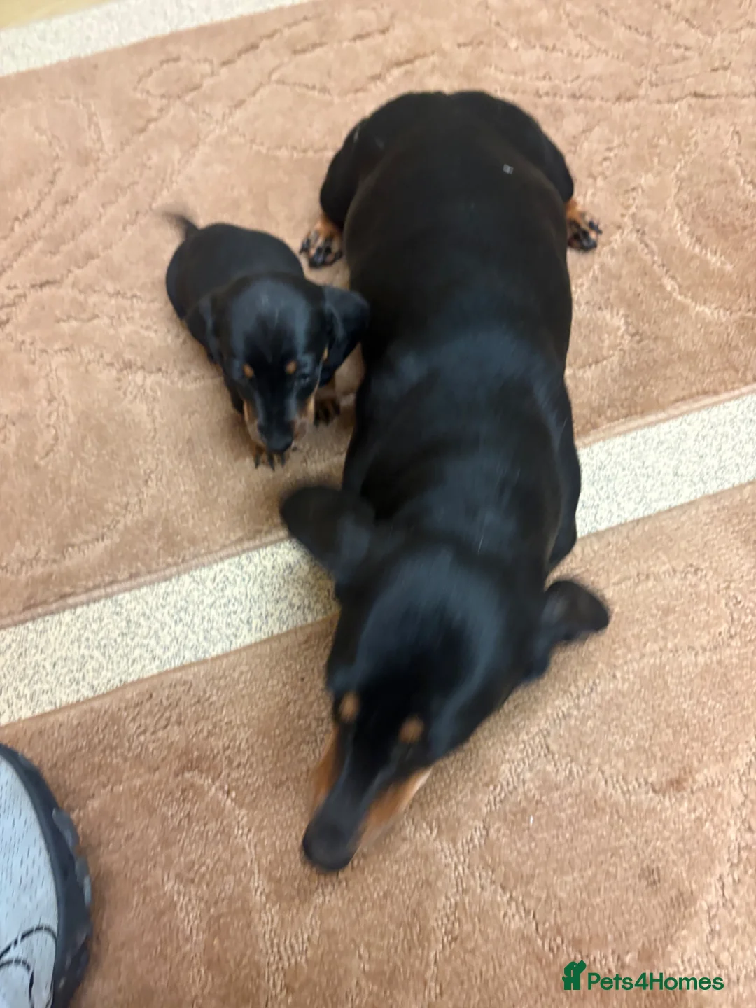 Dachshund dogs for sale: ❤️Dachshund ❤️ ready to leave now ❤️ in Runcorn - Advert 2