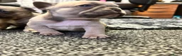 French Bulldog dogs for sale: 3 quality French bulldog girls ready to leave - Advert 13