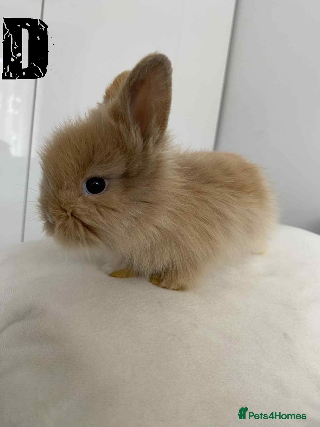 Lionhead rabbits for sale: Pure Breed Fluffy Double Mained Lionhead Kits - Image 10