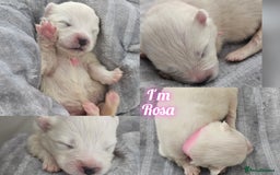 Samoyed dogs for sale: 2wonderful, purebred boys. (For therapy dogs) - Image 23