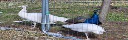 Peafowl poultry for sale: Peafowl of mixed ages and sexes  in Leamington Spa - Advert 1