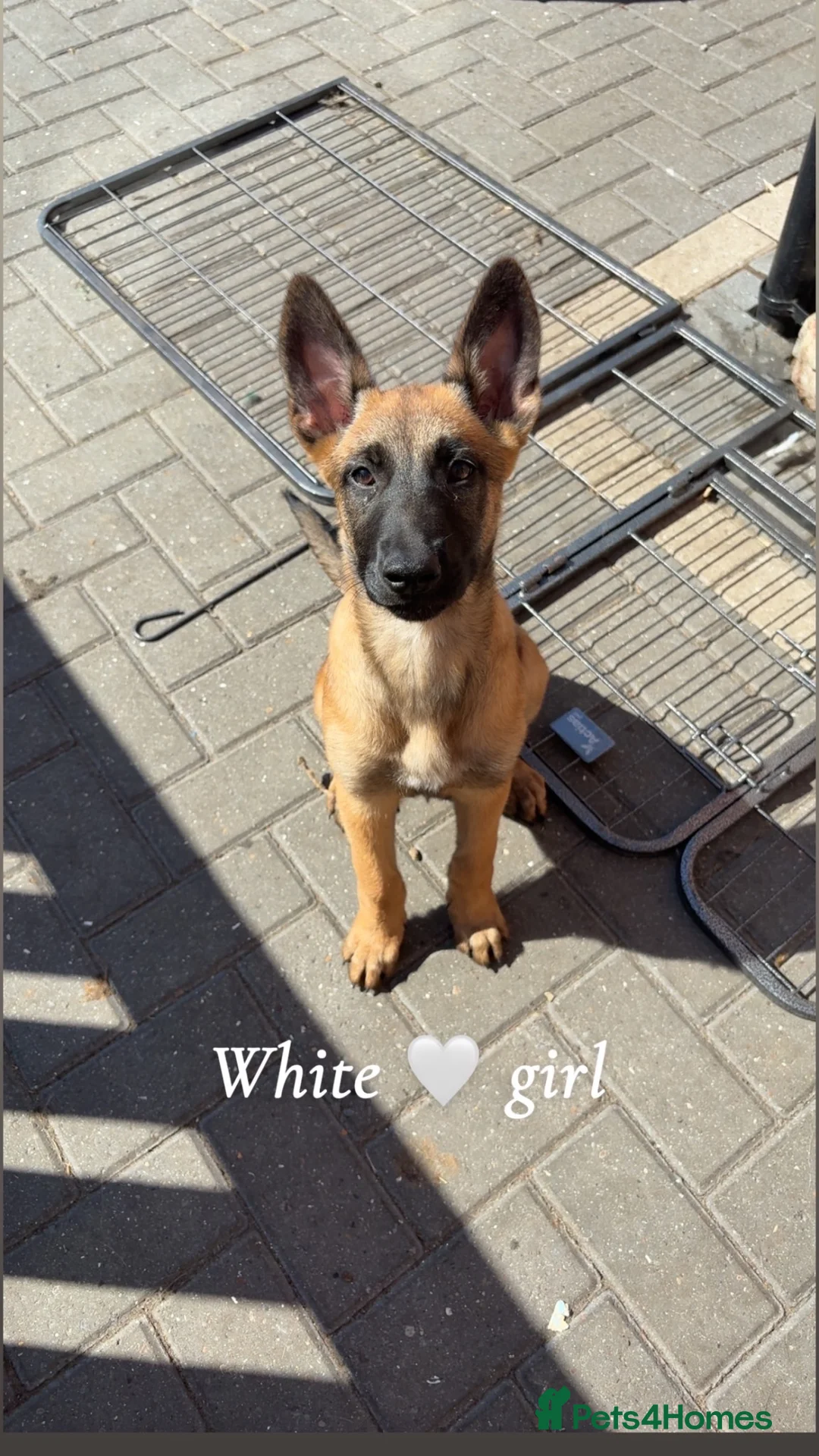 Belgian Shepherd Dog dogs for sale: 2 girls left  Belgian Malinois Puppies  - Advert 1