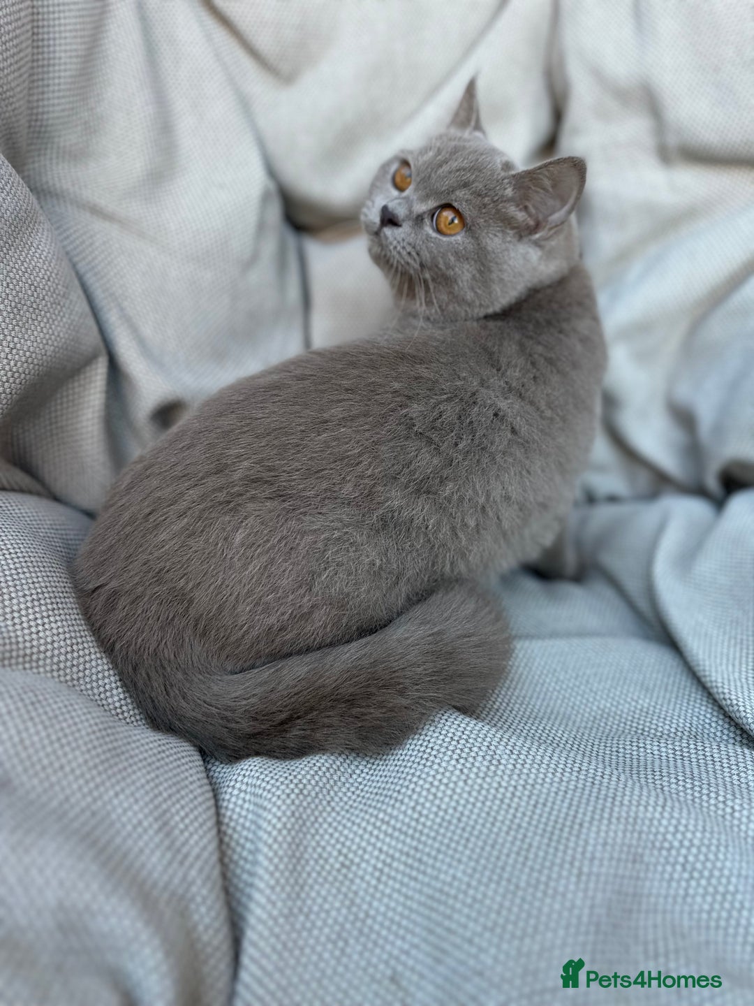British Shorthair cats for sale: Ready British Shorthair Chunky Kittens - Advert 17
