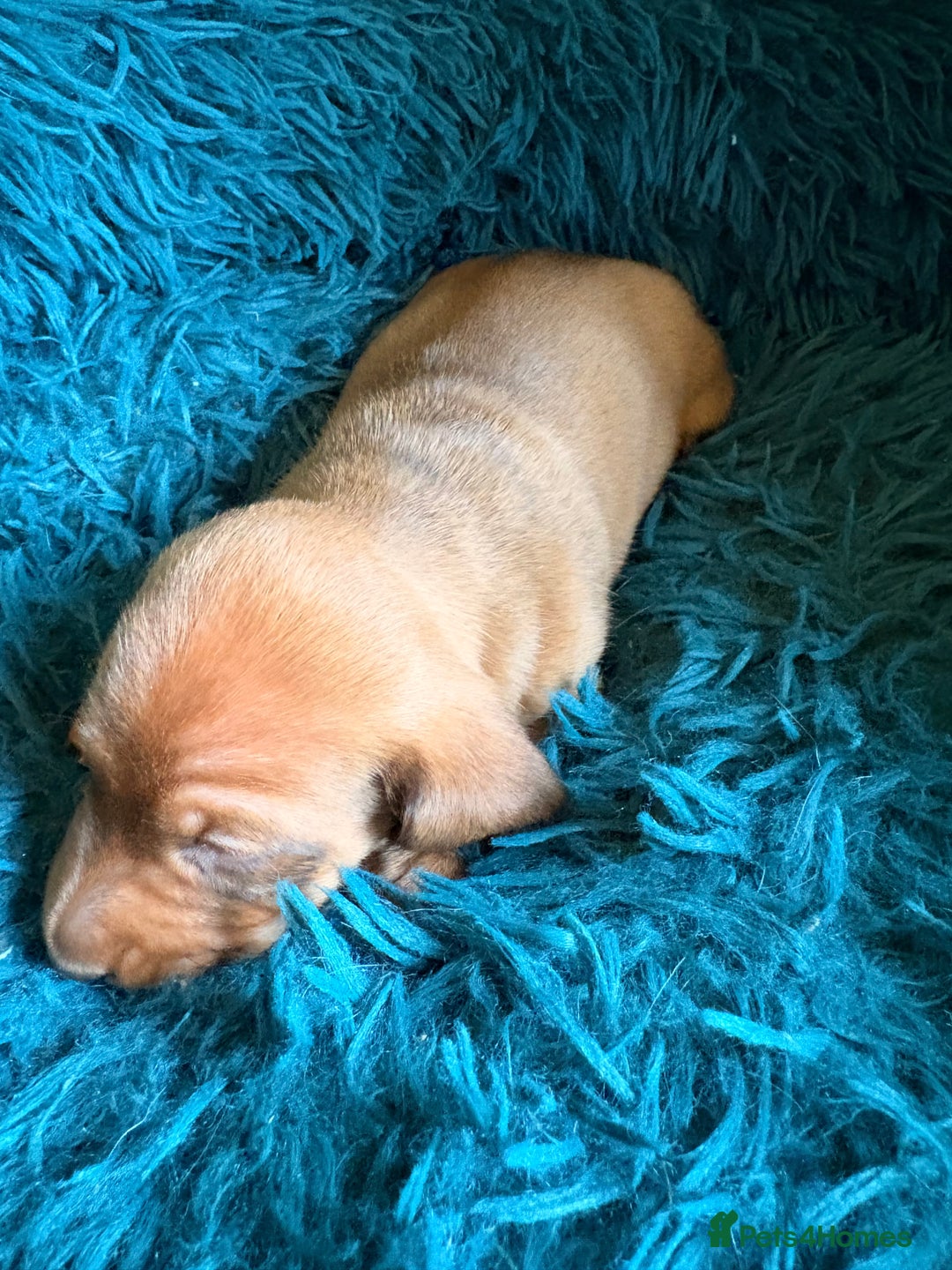 Dachshund dogs for sale: Miniature Smooth Haired Dachshunds  - Advert 10