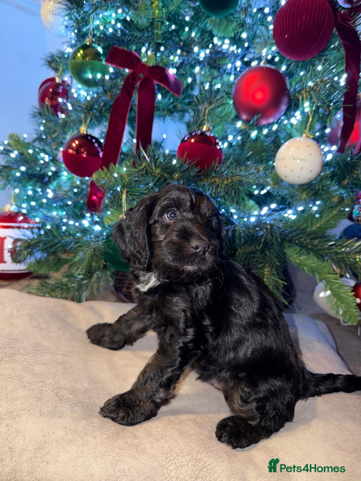 Cockapoo dogs Boys cockerpoo puppies   - Advert 8