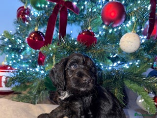 Cockapoo dogs Boys cockerpoo puppies - Advert 12