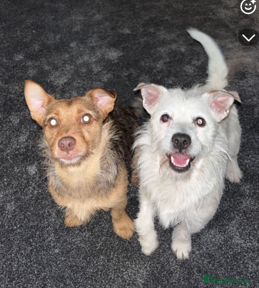 Jack Russell dogs for sale: LOVELY TRI-COLOURED JACK RUSSELL PUPS FOR SALE🐶❤️ - Image 4