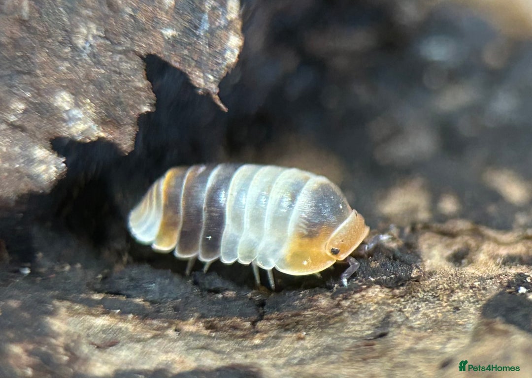 Mixed Breed invertebrates for sale: Isopods, Millipedes & Springtails - Image 2
