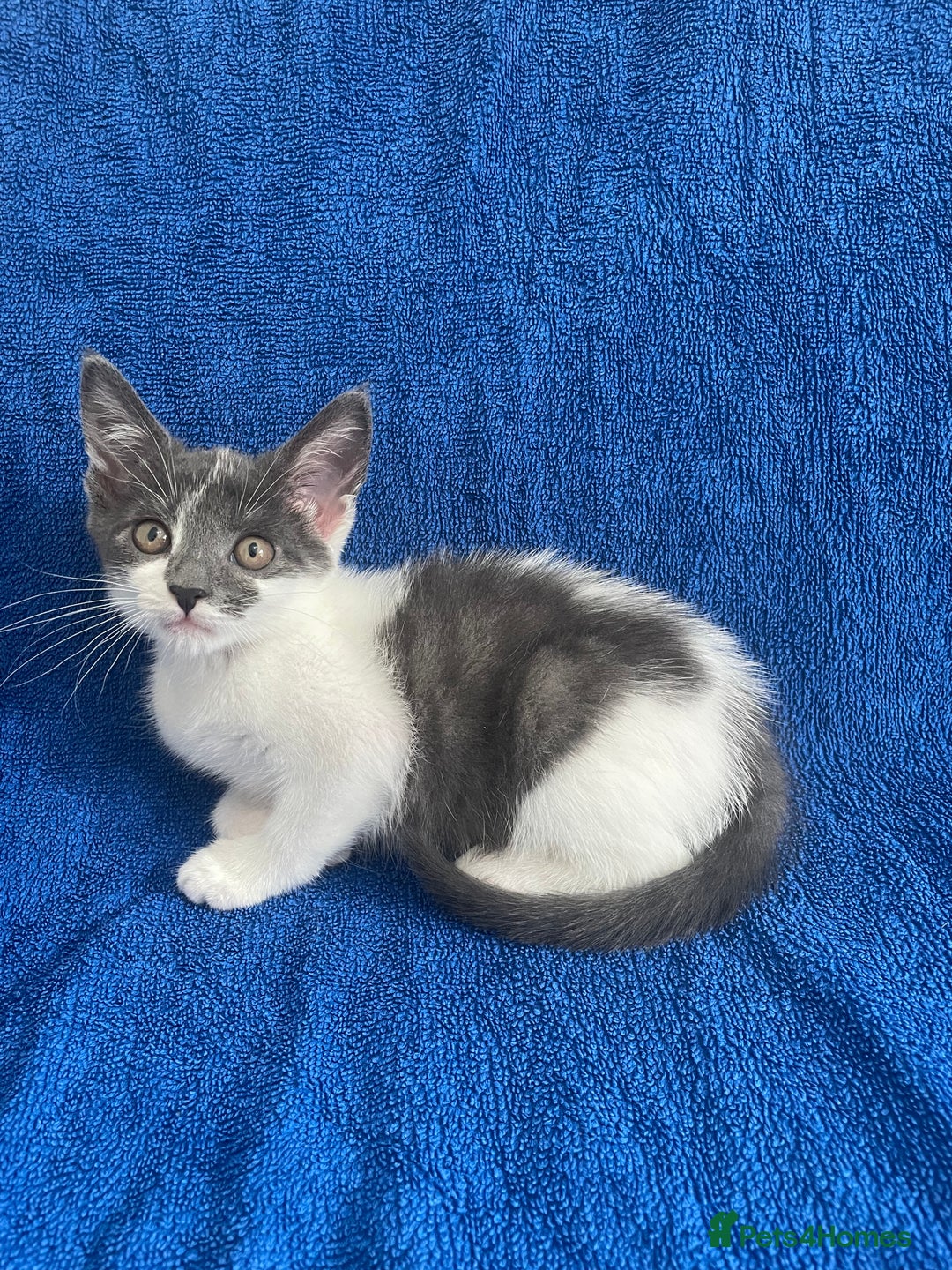 Brazilian Shorthair cats for sale: Beautiful grey and white kitten in West Malling - Image 2