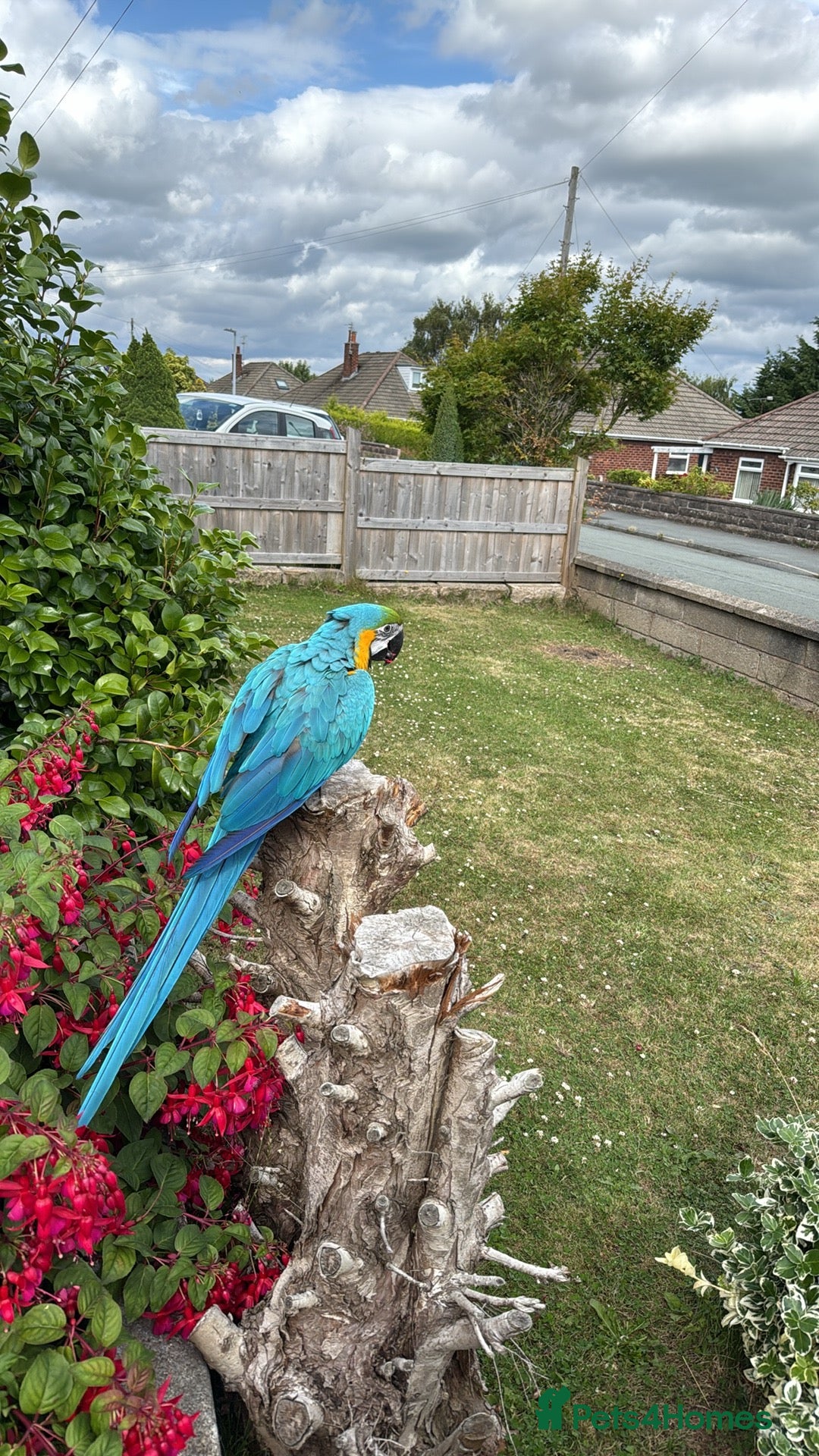 Macaws birds for sale: Macaw gold and blue 2 year old  - Image 2