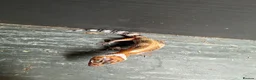 Bearded Dragon reptiles for sale: Baby dragons and other reptile for rehome  - Advert 22