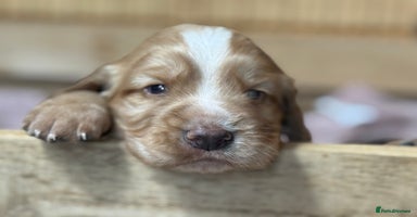 Cocker Spaniel dogs - Advert 2