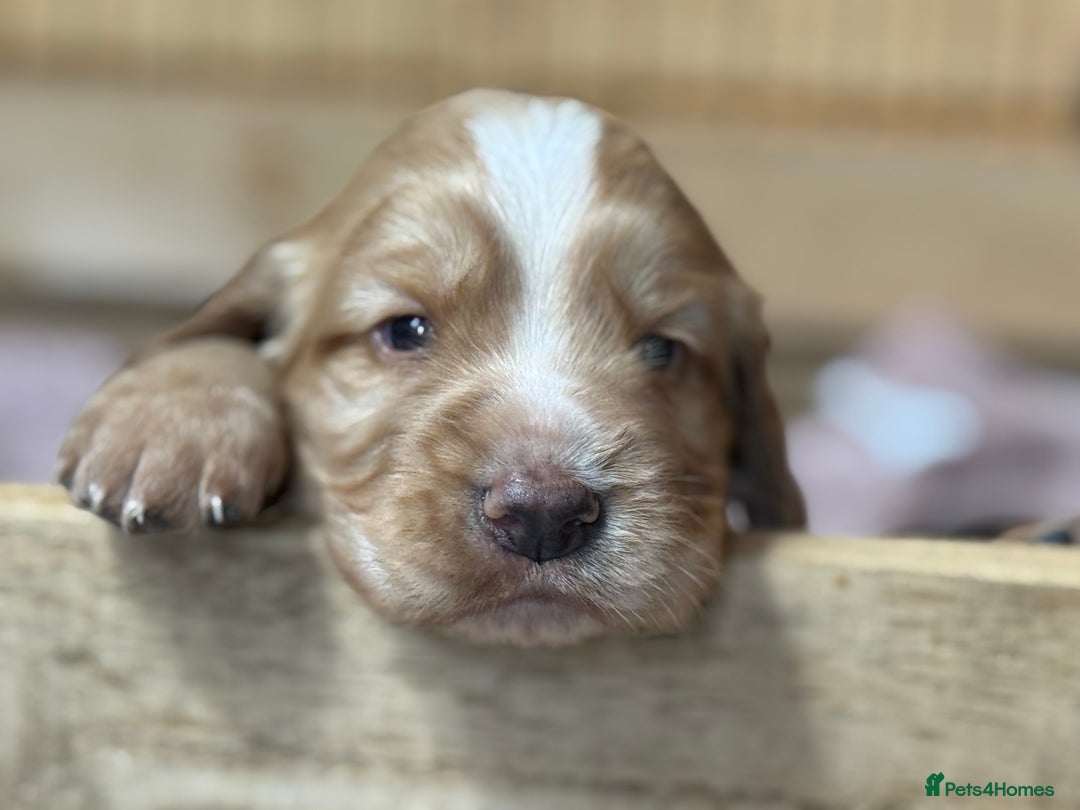 Cocker Spaniel dogs for sale: Cracking Pedigree Family Cocker Spaniel Puppys - Image 3