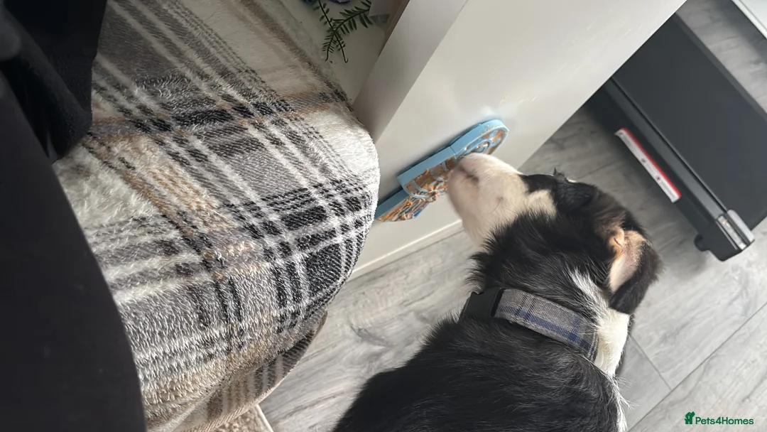 Border Collie dogs for sale: Male border collie  - Advert 5