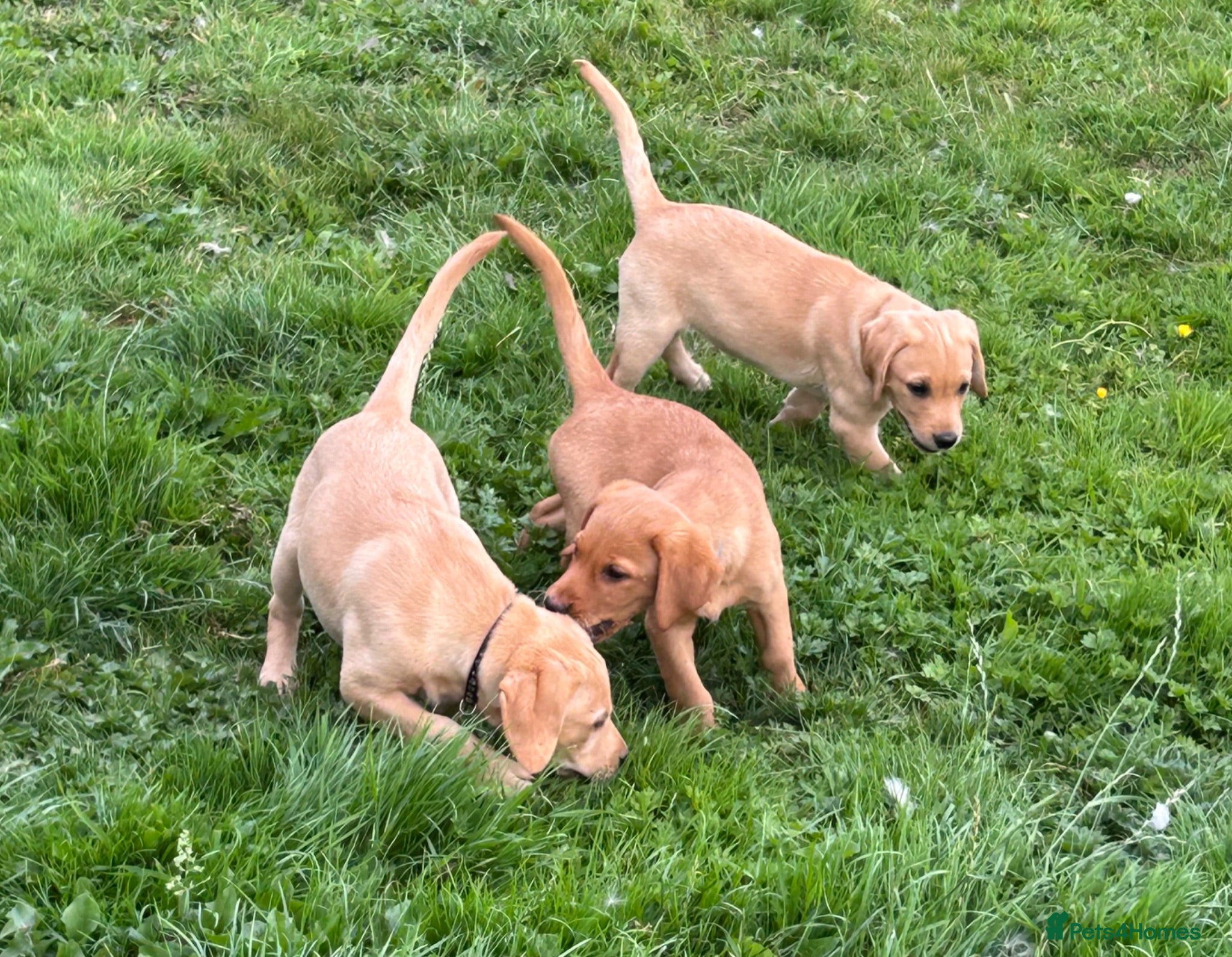 Labrador Retriever dogs KC Working Labs last 3 bitches (yellow/fox red) - Advert 2