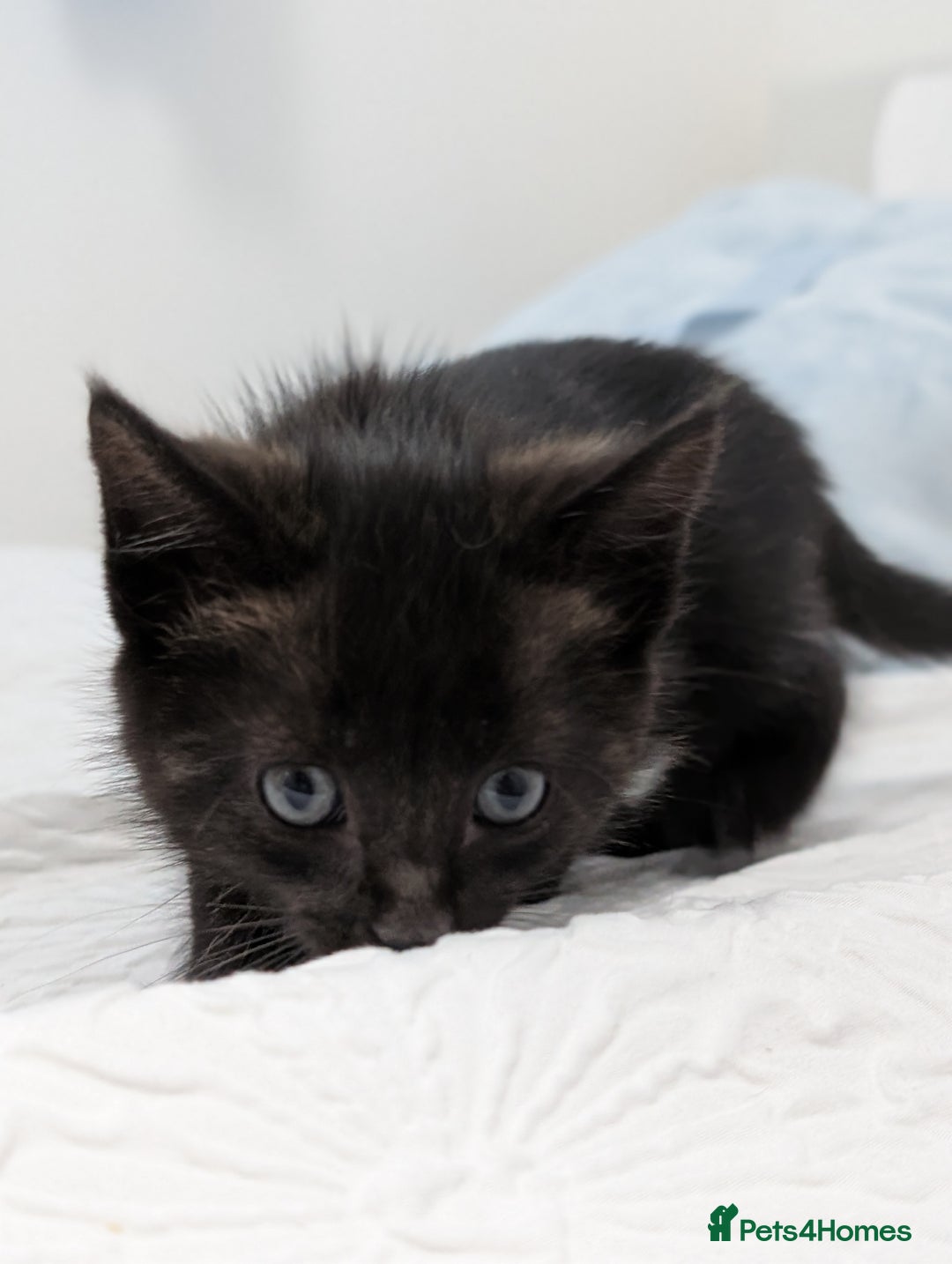 Maine Coon cats for sale: Maine Coon X kittens - Image 21