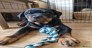 Rottweiler dogs - Advert 2