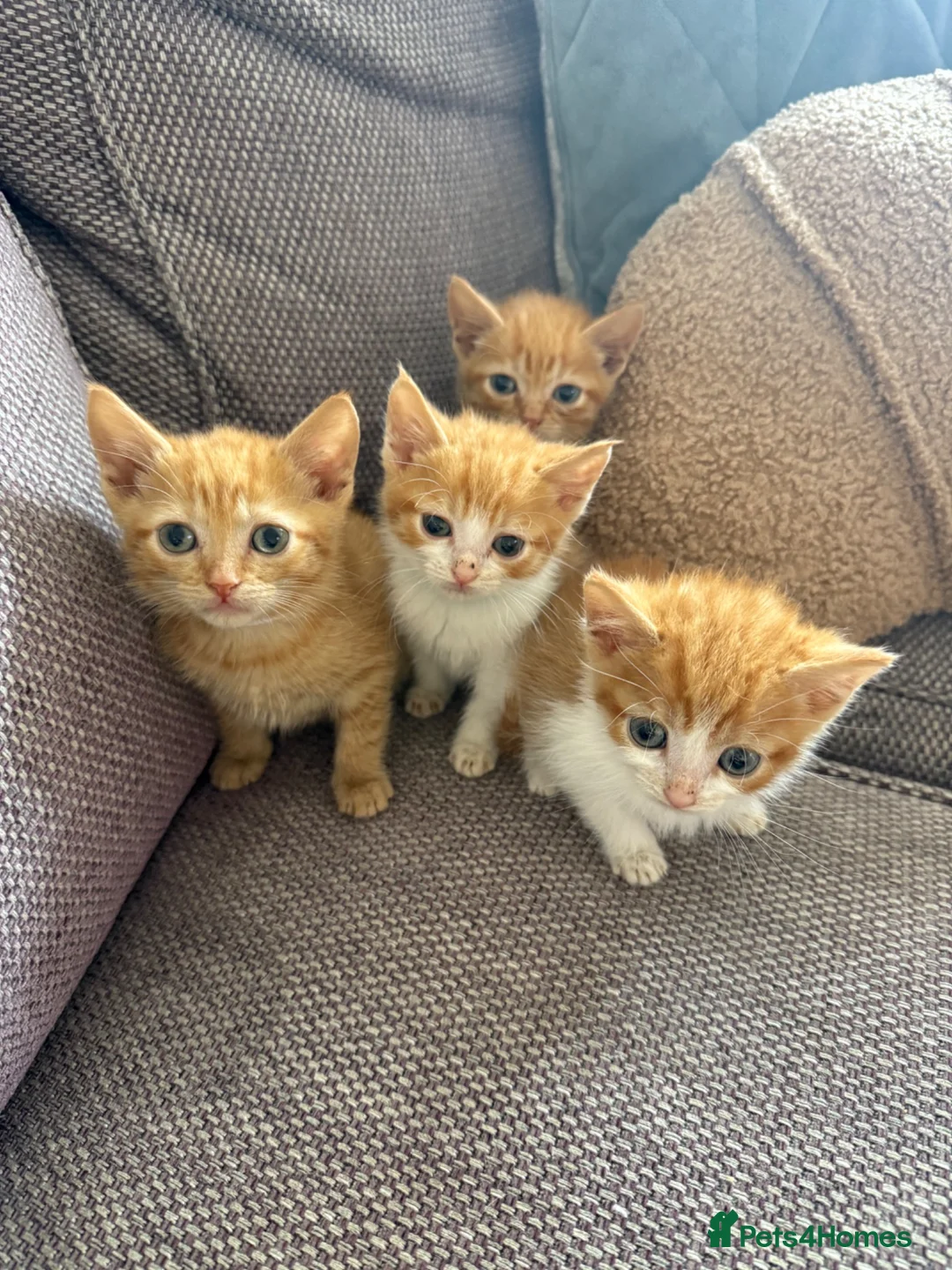 Domestic Shorthair cats for sale: Ginger kittens  - Advert 12